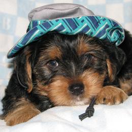 Biewer Terrier and Yorkshire Terrier Puppies from Niko Kennel