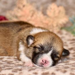 Larkspur - Red male Pembroke Welsh Corgi puppy in East Canton, Ohio from Victorian Farms