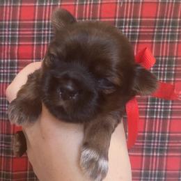 Caviler - Chocolate male Shih Tzu puppy in Jasper, Georgia from Tiny Bubbles Shih Tzus