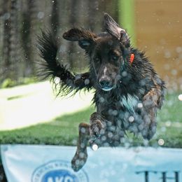 Border Collie, Golden Retriever, and Sporty Mix Puppies from Turbo Border Collies & Coltrievers
