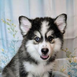 Falcon-1500 - Black and white male Pomsky puppy in Spring Hill, Florida from www.PuppyTimeEmporium.com