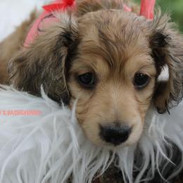 Girl 2 - Cream female Dachshund puppy in Big Sandy, Texas from Linda B’s Dachshunds