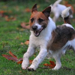 Archie - Jack Russell Terrier