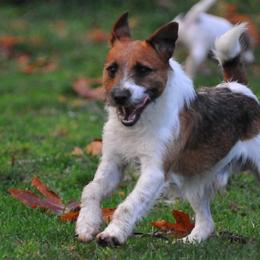 Archie - Jack Russell Terrier
