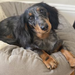 Dachshund Puppies from Longboard Dachshunds