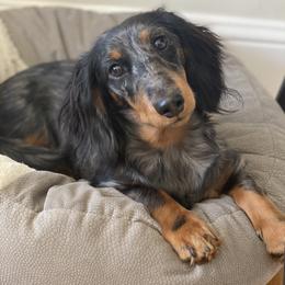 Dachshund Puppies from Longboard Dachshunds