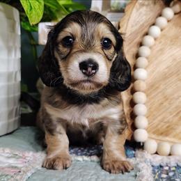 Koda - Cream male Dachshund puppy in Thomaston, Georgia from UGG Ranch