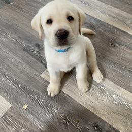 Labrador Retriever Puppies from A. Hansen Labradors