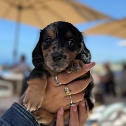 Kingston - Dapple male Dachshund puppy in El Cajon, California from Lisa Buxton