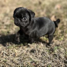 Greta - Black female Pug puppy in Indian Trail, North Carolina from Love Pugs