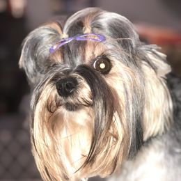 Ellie - Yorkshire Terrier