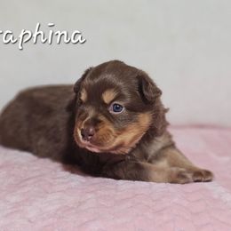 Seraphina - Red tri-color female Australian Shepherd puppy in Owensboro, Kentucky from JnT's Bluegrass Mini Aussies