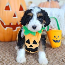 Bourbon - Tri-color male Bernedoodle puppy in Russell Springs, Kentucky from 270 Doodles