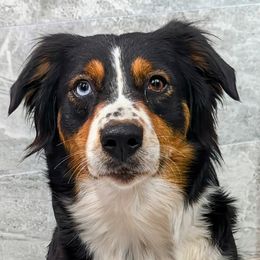INDIE (RRRs Indie Breeze) - Black tri-color female Australian Shepherd puppy in South Hill, Virginia from Silverside Aussies LLC