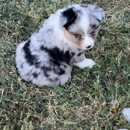 Silver tip right ear - Blue merle male Miniature Australian Shepherd puppy in Graham, North Carolina from Thompson Farm Mini Aussies