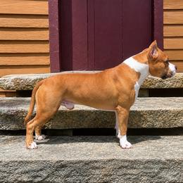 AKC Champion Scatter - Red male American Staffordshire Terrier puppy in Marietta, Georgia from Ambition Amstaffs