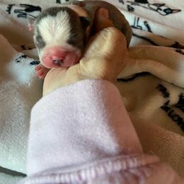 Tank - Blue male Boston Terrier puppy in Johnstown, Colorado from R&M Bostons