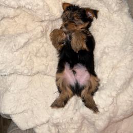 Light blue collar - Black and gold male Yorkshire Terrier puppy in Rockmart, Georgia from Stephanie’s Yorkshire Terriers