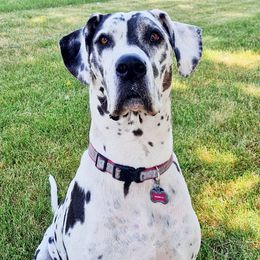 Izzy - Great Dane