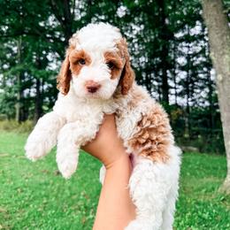 BUZZ - Parti male Goldendoodle puppy in Brookville, Pennsylvania from Woodland Mountain Doodles