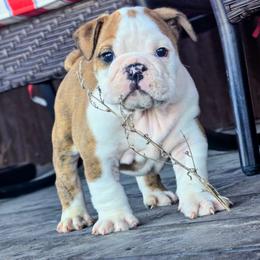 Monday - Red brindle and white male Bulldog puppy in Laurel, Montana from Bull Mountain Bulldogs