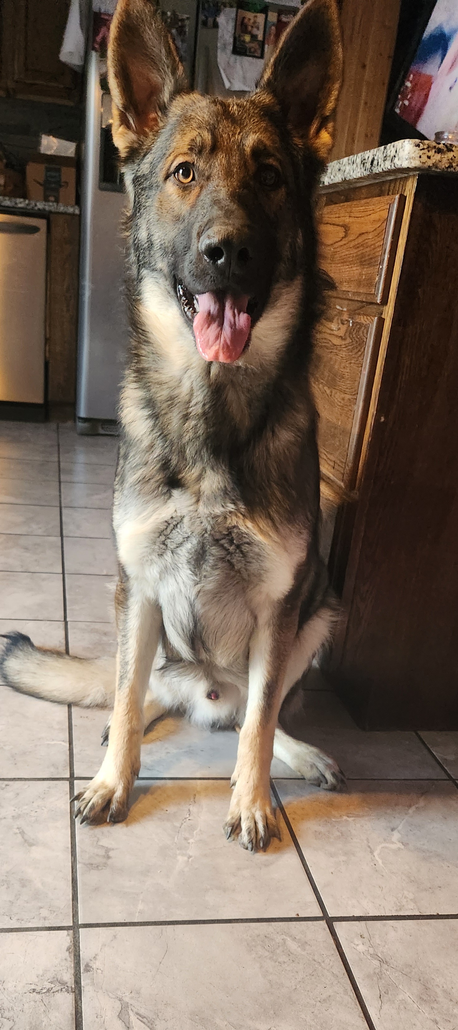 Bandit - German Shepherd