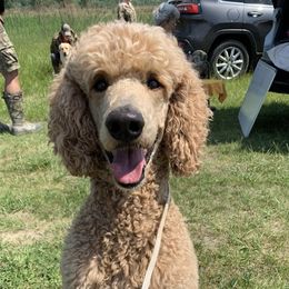 Poodles from New Frontier Service Dogs