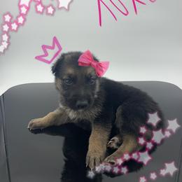 German Shepherd Puppies from Devon Rugerio's German Shepherds