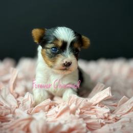 Girl 1 - Black tan and white female Biewer Terrier puppy in Lathrop, California from Forever Charmed