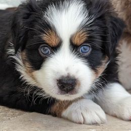 Blitz BTM - Black tri Miniature Australian Shepherd puppy in Bonita Springs, Florida from Everts Mini Aussies