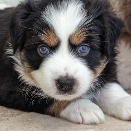 Blitz BTM - Black tri Miniature Australian Shepherd puppy in Bonita Springs, Florida from Everts Mini Aussies