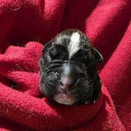 Male 2 - Brindle male Boxer puppy in Warsaw, New York from Hillview Kennels
