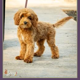 Dior - Red female Cockapoo puppy in Connersville, Indiana from Deaz Doodle Ranch
