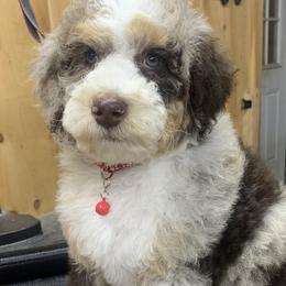 Assorted Doodle Crosses, Bernedoodle, Cockapoo, Double Doodle, Goldendoodle, and Golden Retriever Puppies from Hawk Mountain Doodles