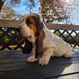 Ozzy 2,140.00 - Black white and brown male Basset Hound puppy in Denison, Texas from Emma Lou's Baby Bassets