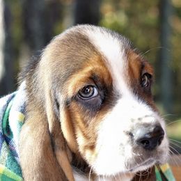 Basset Hounds from Whitney's Bassets