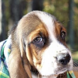Basset Hounds from Whitney's Bassets