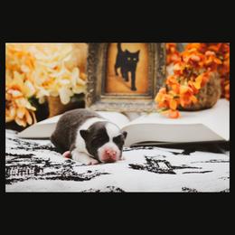 Beam - Black male Border Collie puppy in Dallas, Texas from Effervescent Border Collies