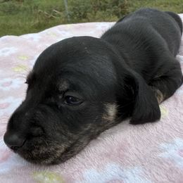 Male 2 - Black and cream male Dachshund puppy in El Campo, Texas from Creamer Creek Kennel