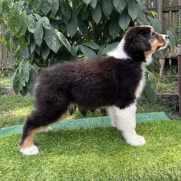 Australian Shepherd Puppies from Mtn Hollow