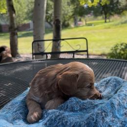 Cavapoo Puppies from Montana Cavapoo