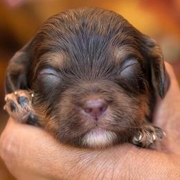 December - Tri-color male Cavapoo puppy in Yuciapa, California from AlltheDoodlez_