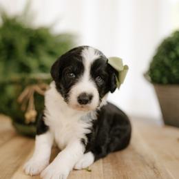 Prada - Black and white female Aussiedoodle puppy in Greensboro, North Carolina from Glendale Doodles
