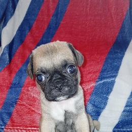 Fawn Boy - Fawn male Pug puppy in El Mirage, Arizona from Kratos Legacy