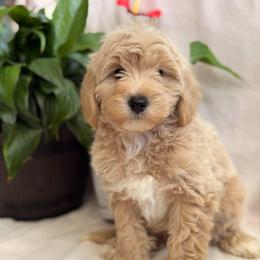 Matt - Cream male Goldendoodle puppy in Oxford, Pennsylvania from FriendlyPals