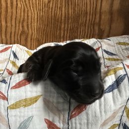 Butter Pecan - Brindle female Dachshund puppy in Wolf Lake, Indiana from Canisteo Dachshunds