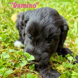 Domino - Black female Goldendoodle puppy in Captain Cook, Hawaii from Big Island Goldendoodles
