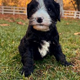 Noir - Tri-color female Bernedoodle puppy in Temecula, California from Country Hills Doodles