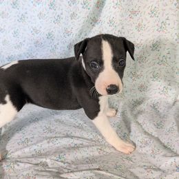 Lyra - White and black female Whippet puppy in Sweet Home, Oregon from Imperialis Kennels
