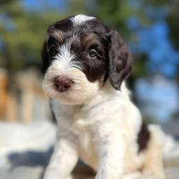 Hamlet - Brown and white male Bernedoodle puppy in Osage City, Kansas from Golden Ridge Goldens
